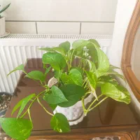 گل سانسوریا،پتوس،نخل ماداگاسکا|گل و گیاه طبیعی|مبارکه, |دیوار