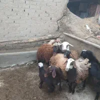 میش بره|حیوانات مزرعه|زرین دشت (همدان), |دیوار