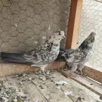 کبوتر پرشی گرگی|پرنده|شاهین‌شهر, گزبرخوار|دیوار