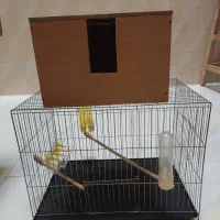 قفس عروس هلندی با وسایل کامل|لوازم جانبی حیوانات|تهران, جوادیه|دیوار