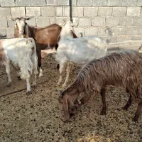 کهره نرگوشتی|حیوانات مزرعه|بوشهر, |دیوار