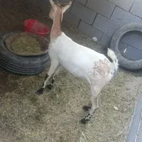 گیسه بربری آبستن ۳ ماه|حیوانات مزرعه|بندرعباس, |دیوار