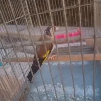 سهره سرسیاه درشت و دم قاشقی تازه صاف دهن زن.