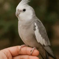 طوطی عروس هلندی تازه دونخور مناسب اهلی وسخنگو کردن|پرنده|تبریز, |دیوار