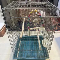 قفس بزرگ مخصوص عروس هلندی و ...