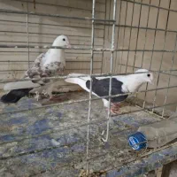۴جفت کبوتر پرشی|پرنده|یزد, |دیوار