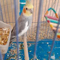 عروس هلندی نرمست