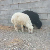 ۲ بره نر و ماده