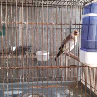 فروش سره نر وماده|پرنده|پاکدشت, پاکدشت (مامازند)|دیوار