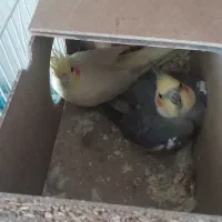 فروش یک جفت عروس هلندی مولد با قفس و لوازم