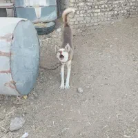 سگ هاکسی|سگ|طسوج, |دیوار