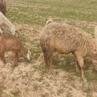 میش بره دار