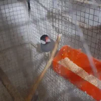 دو جفت مرغ عشق انگلیسی|پرنده|بوشهر, |دیوار