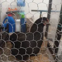 یه مرغ دو جوجه سالم و سرحال