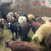 گوسفند زابلی