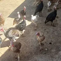 بوقلمون نر و ماده جوان