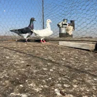 هفت رنگ خطی|پرنده|اقبالیه, |دیوار