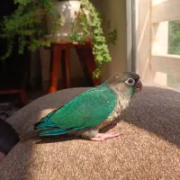 طوطی گرینچک دستی|پرنده|کیش, |دیوار