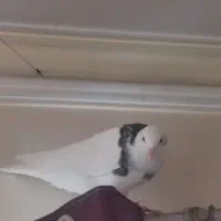 کبوتر جوجه نر۲پر انداخته|پرنده|تهران, سبلان (لشگر)|دیوار