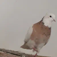 کبوتر طوقی.|پرنده|ابریشم, |دیوار