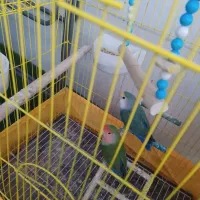 یه جفت طوطی برزیلی|پرنده|دزفول, |دیوار