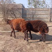 دو عدد بره نر قوچی افشار جنس بالا 5ماهه|حیوانات مزرعه|تاتار علیا, |دیوار