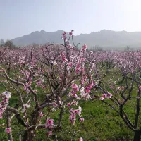 هرس درخت میوه|خدمات باغبانی و درختکاری|قره چای, |دیوار