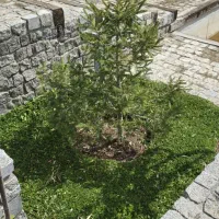 خانه ویلایی اجاره دربست بومهن