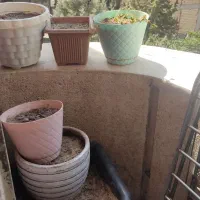 گلدان با خاک