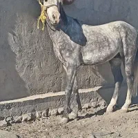 اسب نریان کرد ۵ ساله معاوضه با مادیا وموتور وگوسف