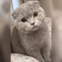 گربه اسکاتیش فولد لیلاک ماده قیمت مناسب
