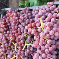 فروش باغ انگور داربستی.بادام. گردو.وزمین|فروش زمین و ملک کلنگی|بیلوار, |دیوار