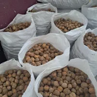 خرید فروش گردو از ضعیف گرفته  تا خوب درجه یک