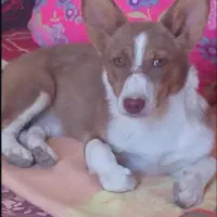 گم شود. هرکی جایی دیده یا خبری داره اطلاع بده
