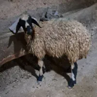 بره گیج