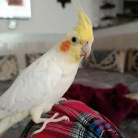 عروس هلندی|پرنده|درح, |دیوار