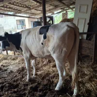 تلیسه هلشتاین