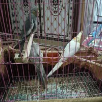 عروس هلندی|پرنده|شادگان, |دیوار