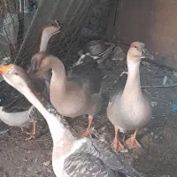 قو غاز|حیوانات مزرعه|مرند, |دیوار