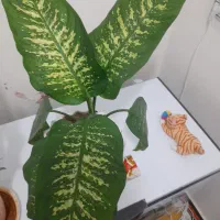 گل دیفن|گل و گیاه طبیعی|ایلام, |دیوار