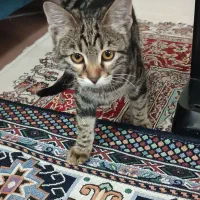 واگذاری بچه گربه بازیگوش