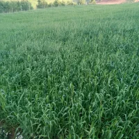 کاه خرمانکوپ
