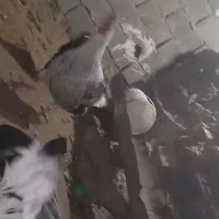 بوقلمون ماده کرچ شو|حیوانات مزرعه|رباط‌کریم, حکیم آباد|دیوار