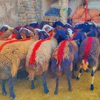45 میش افشار آبستن جوان معاوضه با ماشین سواری|حیوانات مزرعه|رضویه, |دیوار