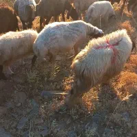 با سلام ۱۲ رس بره پای پرواری نره ماد
