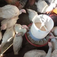 بوقلمون بیوتی|حیوانات مزرعه|سرخه, |دیوار