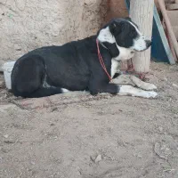 سگ گله و نگهبان|سگ|رزن, |دیوار