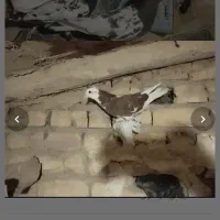 کفتر