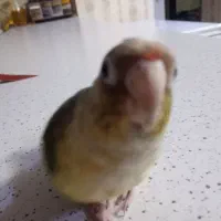 دو عدد طوطی گرینچیک سخنگو|پرنده|اهواز, ۲۰۰۰واحدی|دیوار