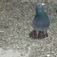 گمشده|حیوانات|کرباسک, |دیوار